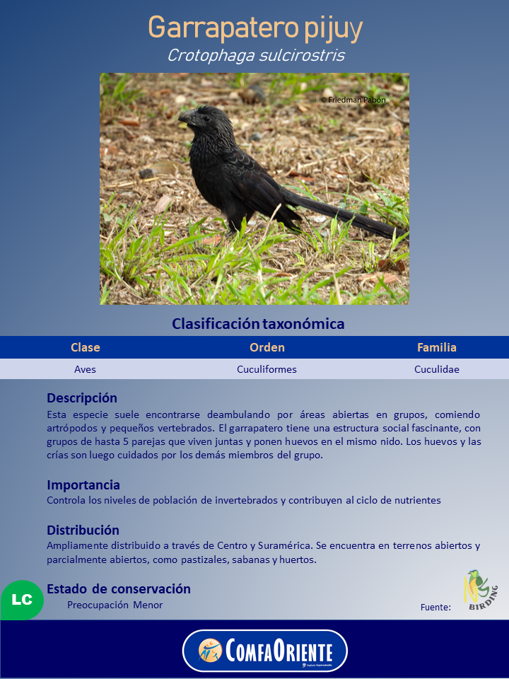 Póster informativo sobre el garrapatero pijuy (Crotophaga sulcirostris) con foto del ave negra de cola larga sobre césped.