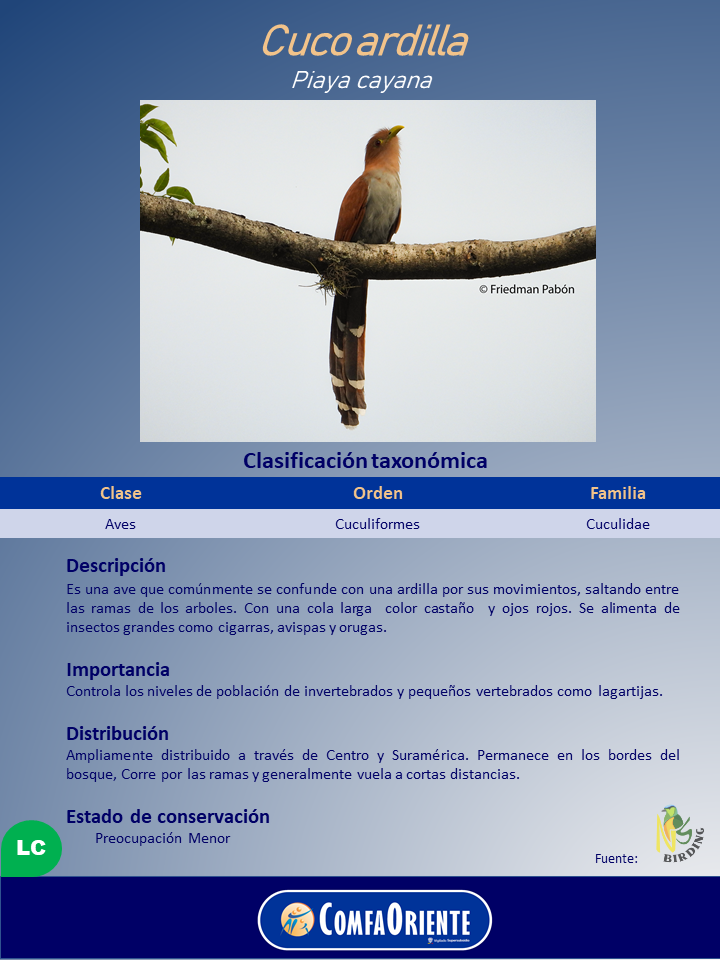 Cuco ardilla (Piaya cayana) castaño con vientre gris, pico amarillo y larga cola con bandas blancas, posado en rama.