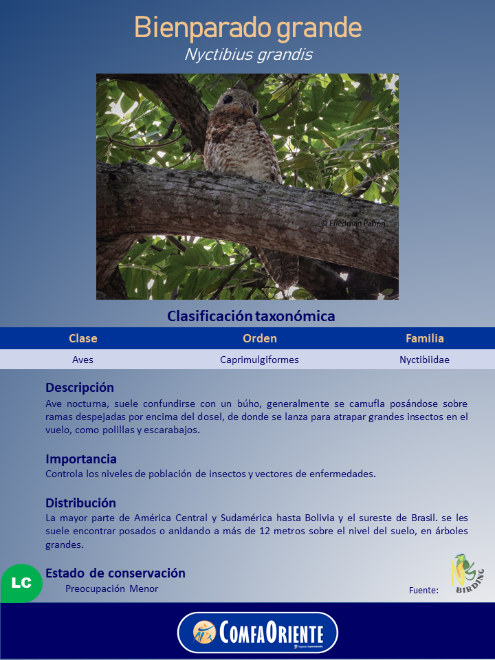 Cartel del bienparado grande (Nyctibius grandis) con foto del ave nocturna camuflada posada en una rama y tabla taxonómica