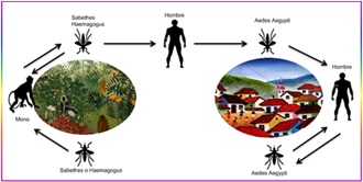 Diagrama: ciclo silvestre con monos y mosquitos Sabethes/Haemagogus, y ciclo urbano con Aedes aegypti transmitiendo entre humanos.